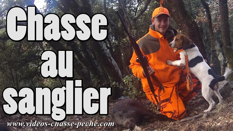 Chasse au sanglier