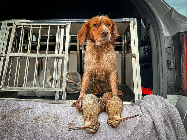 Cage pour chien ESRAA